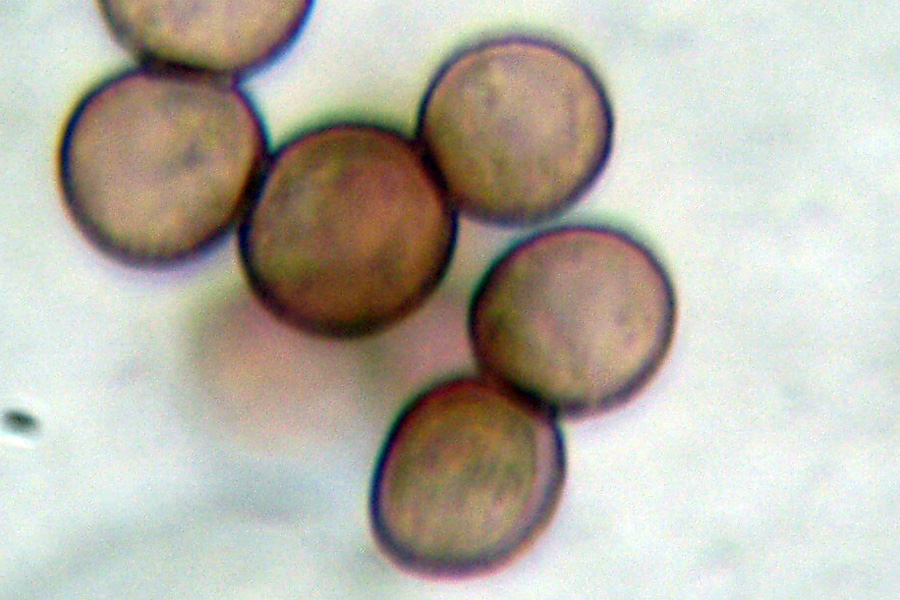 Haematococcus sp.